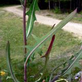 Lactuca tatarica