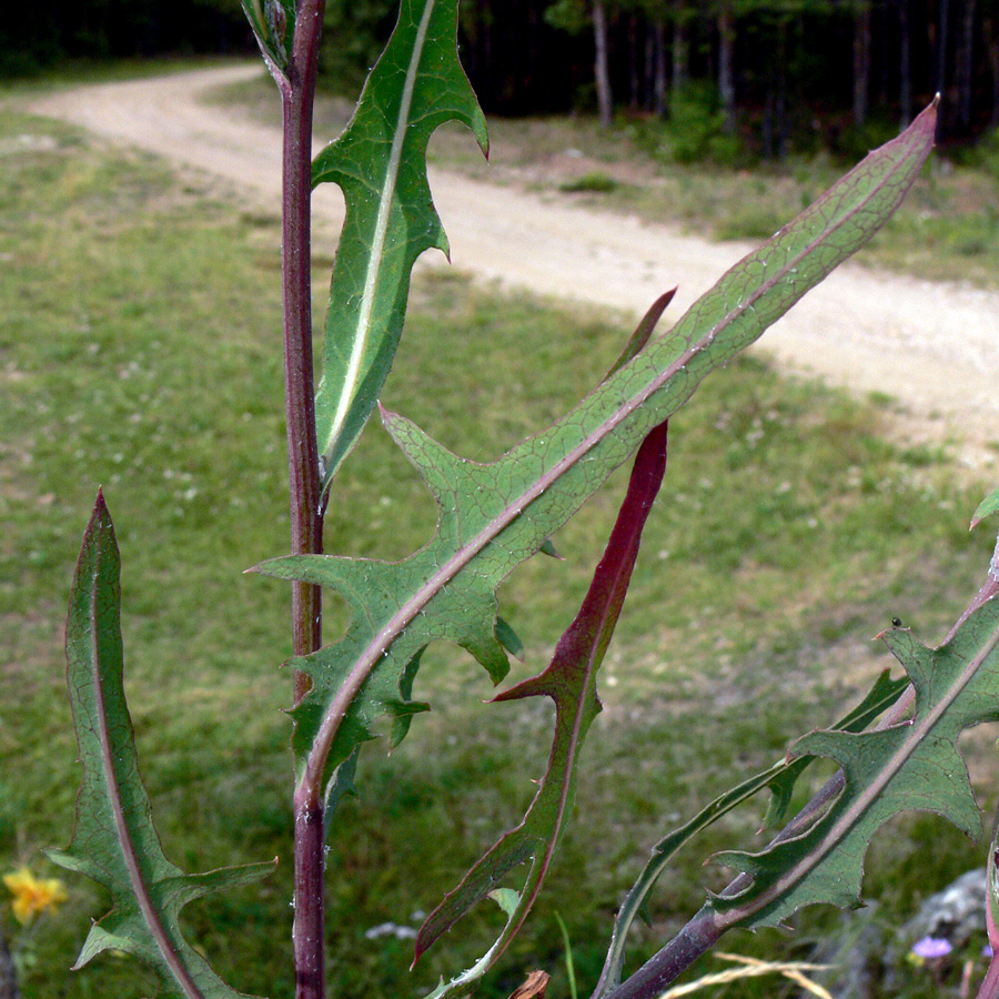 Image of Lactuca tatarica specimen.
