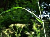 Dactylis glomerata. Часть стебля с листом. Смоленская обл., Смоленский р-н, пос. Каспля. 16.06.2011.