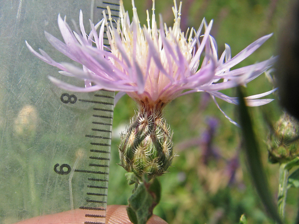 Изображение особи род Centaurea.