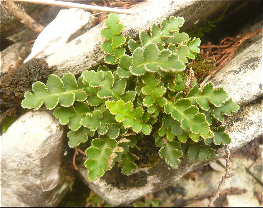 Image of Ceterach officinarum specimen.