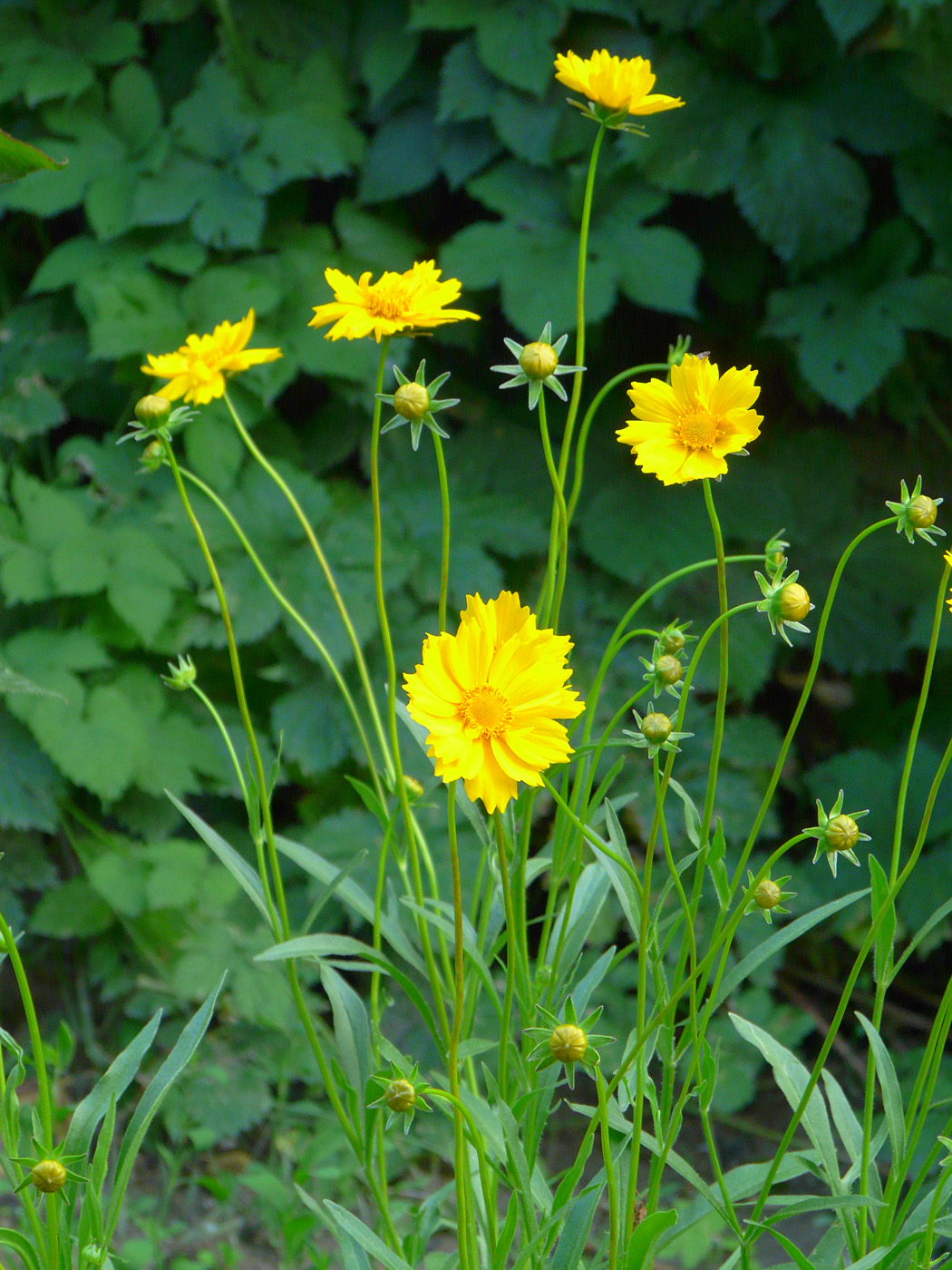 Image of Coreopsis grandiflora specimen.