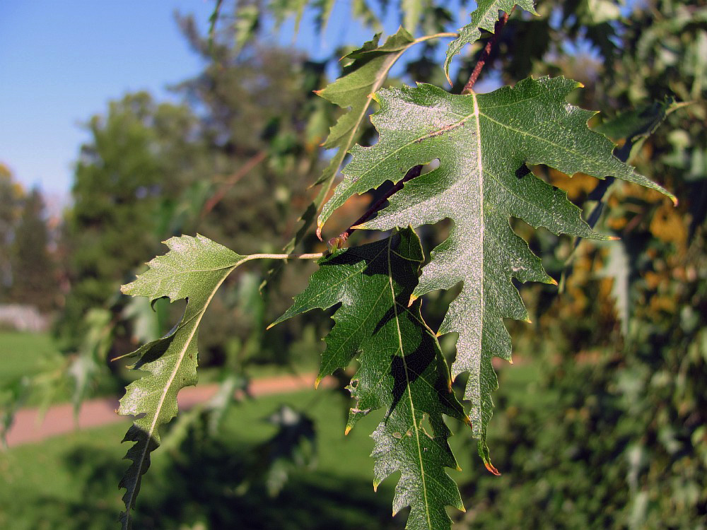 Image of Betula pendula f. dalecarlica specimen.