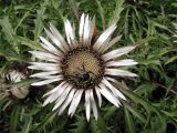 Carlina acaulis