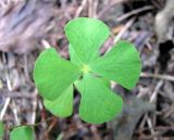 Marsilea quadrifolia. Лист. Астраханская обл., Камызякский р-н, берег р. Гандурино у переправы возле с. Образцово-Травино. 17.08.2011.