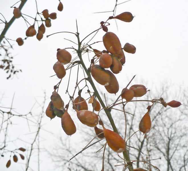 Image of Halimodendron halodendron specimen.