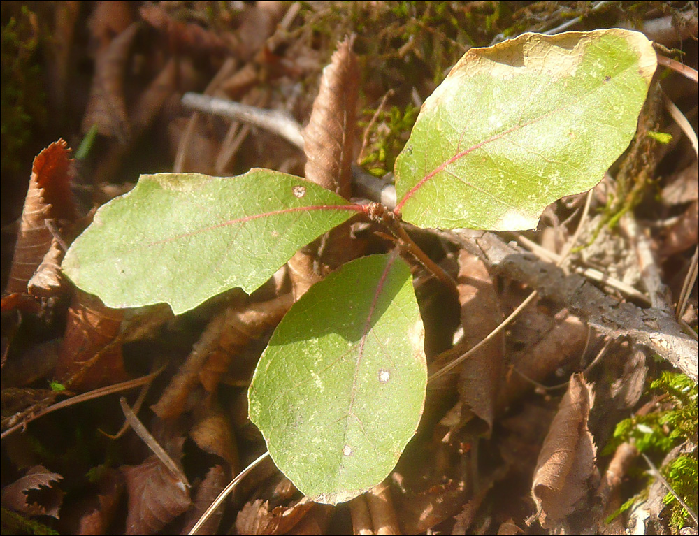 Image of Quercus pubescens specimen.