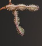 Hedysarum spinosissimum. Развивающийся плод. Израиль, Шарон, г. Герцлия, ок. 1 км севернее пос. Ноф Ям, высокий берег Средиземного моря. 12.02.2019.
