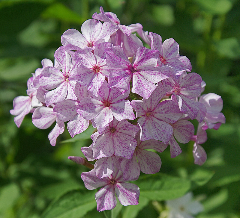 Изображение особи Phlox paniculata.