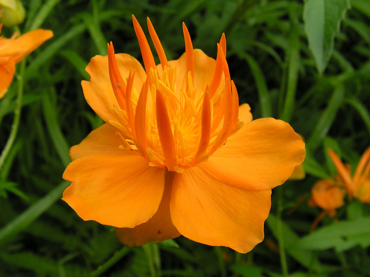 Изображение особи Trollius macropetalus.