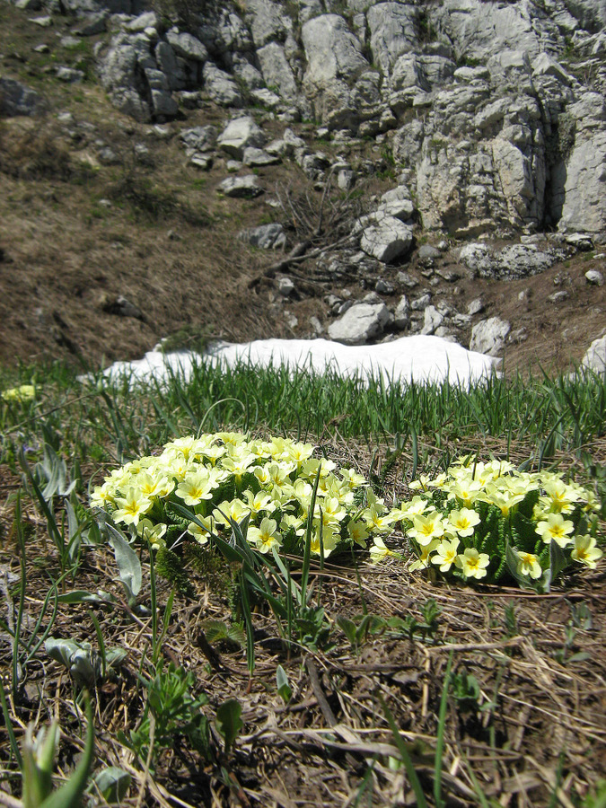 Изображение особи Primula vulgaris.