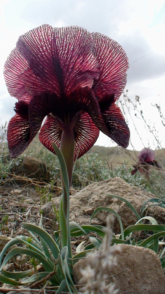 Image of Iris lycotis specimen.