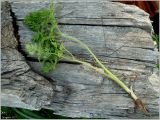 Chaerophyllum bulbosum. Выкопанное растение. Чувашия, окр. г. Шумерля, ЛЭП перед Низким полем. 14 мая 2012 г.