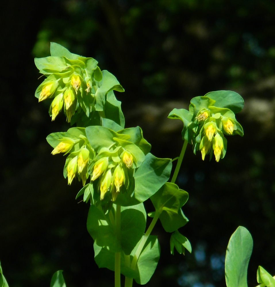 Изображение особи Cerinthe minor.