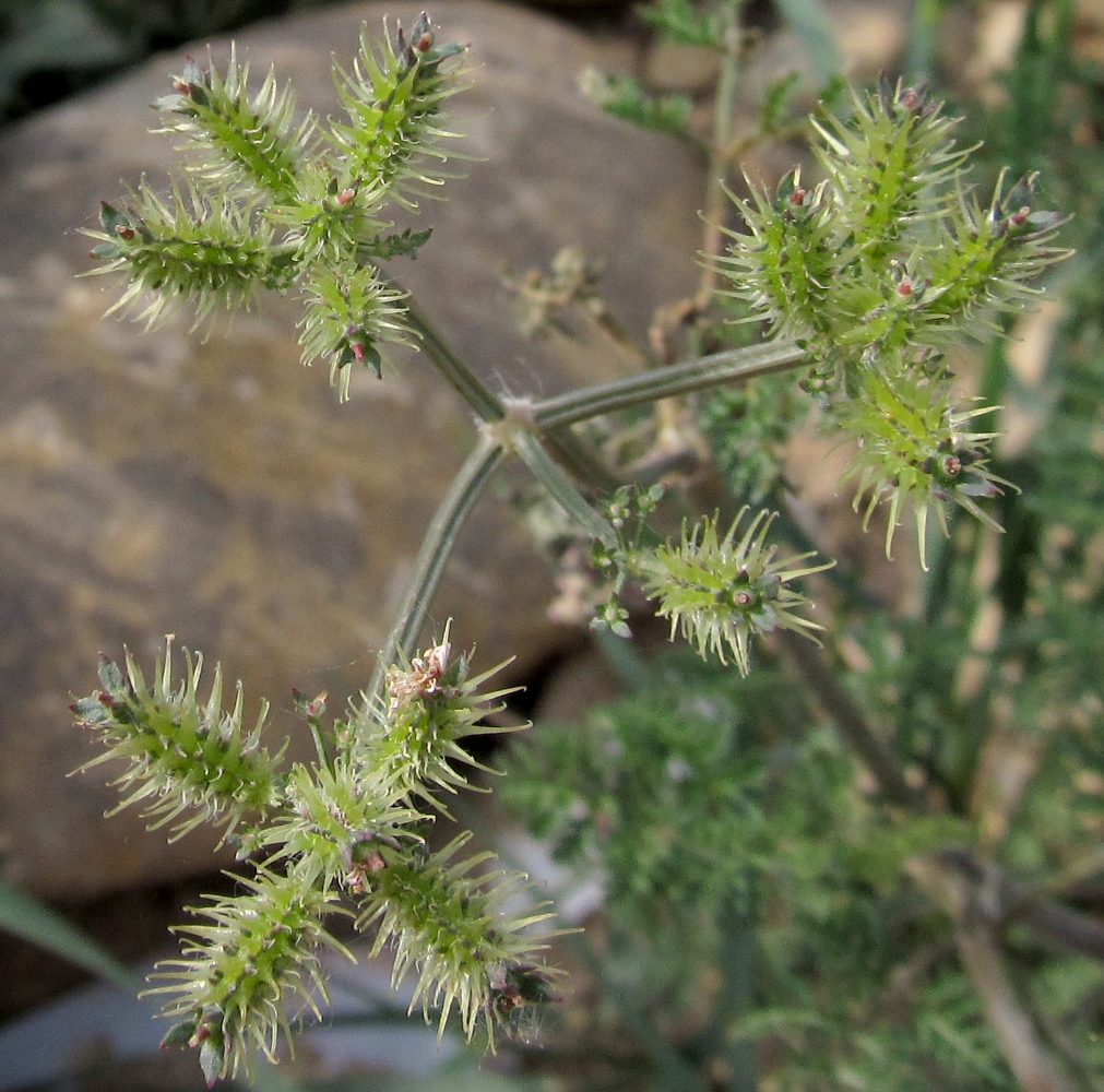Image of Caucalis platycarpos specimen.