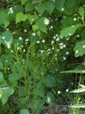 Stellaria longifolia. Цветущие растения. Приморский край, г. Находка, обочина дороги. 10.06.2012.