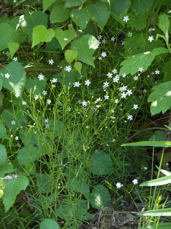 Image of Stellaria longifolia specimen.