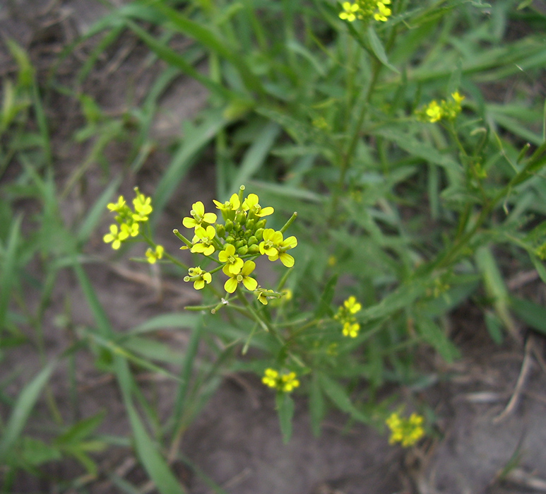 Image of Erysimum cheiranthoides specimen.