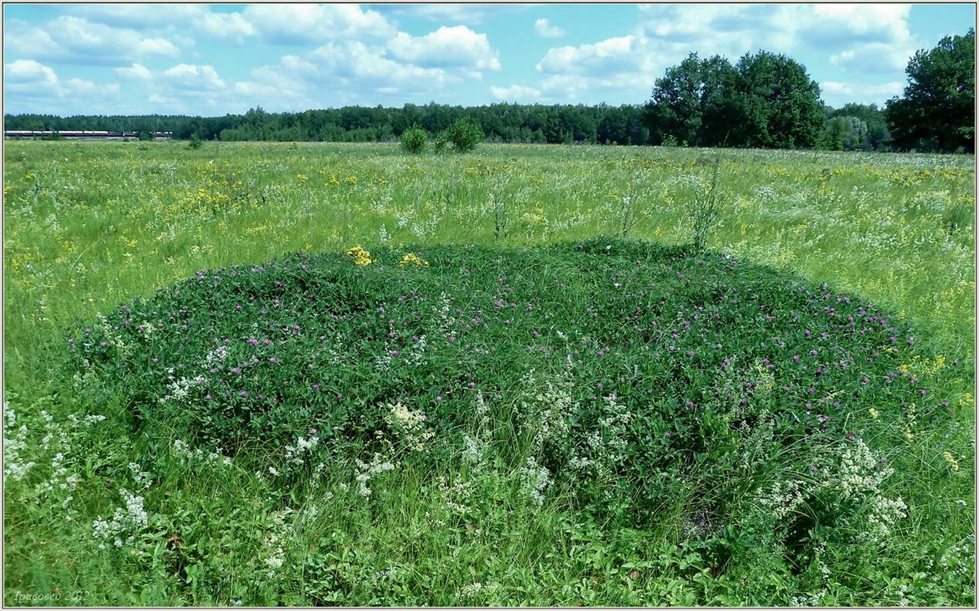 Image of Trifolium medium specimen.