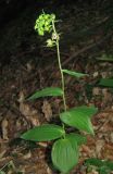 Epipactis helleborine. Расцветающее растение. Крым, Белогорский р-н, окр. с. Земляничное. 23 июня 2012 г.