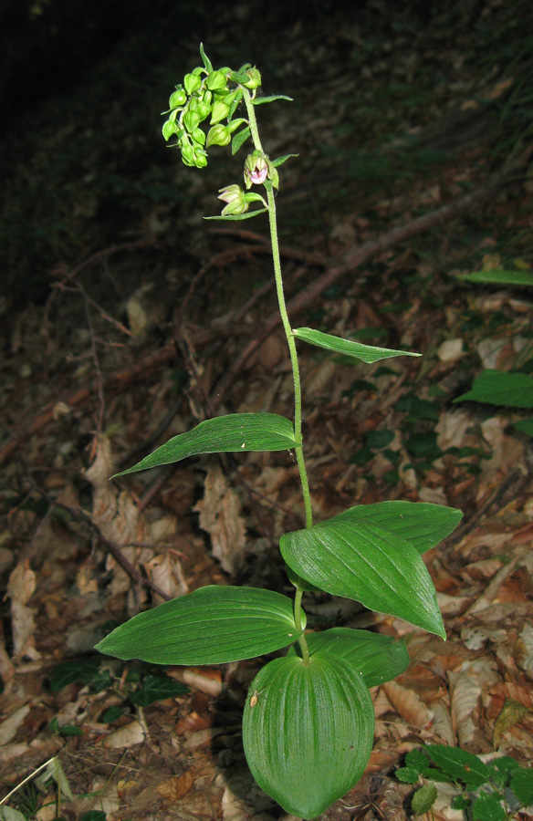 Изображение особи Epipactis helleborine.