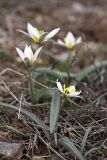 Tulipa bifloriformis