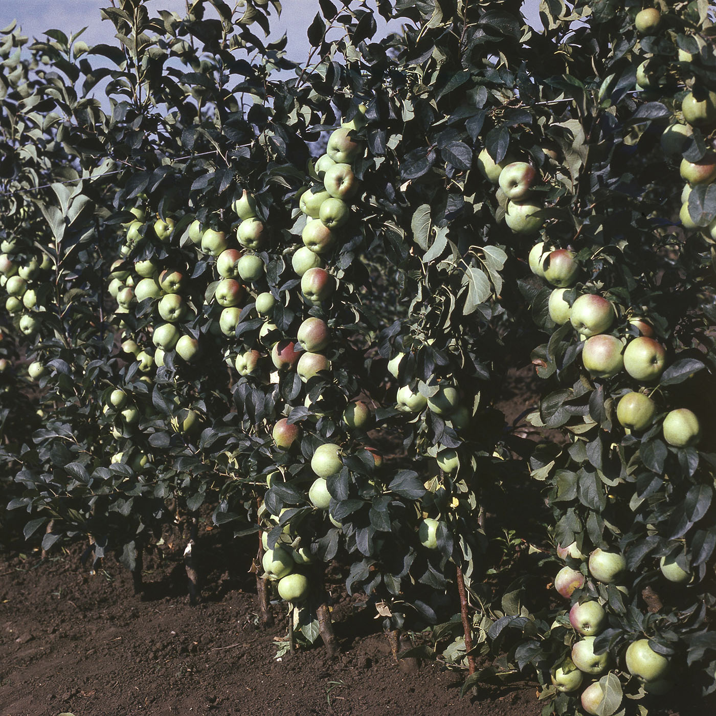 Изображение особи Malus domestica.