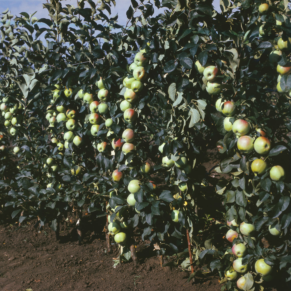 Изображение особи Malus domestica.