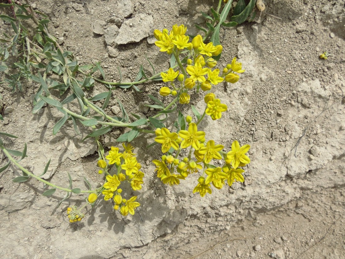 Image of Haplophyllum suaveolens specimen.