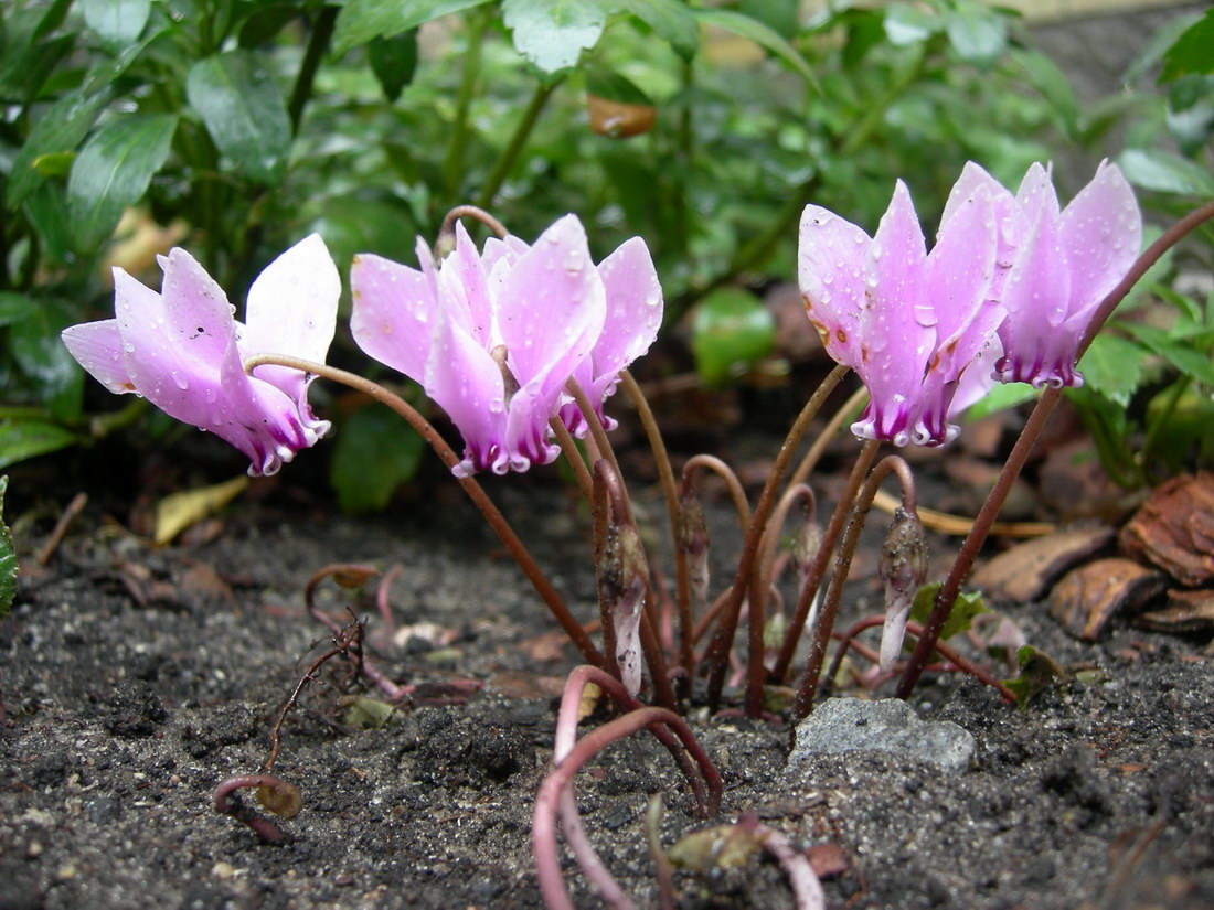 Image of Cyclamen hederifolium specimen.