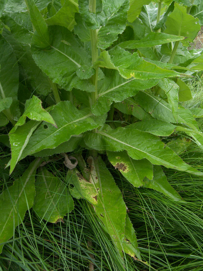 Image of Cirsium dealbatum specimen.