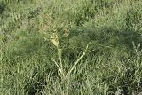 Ferula karatavica. Расцветающее растение. Южный Казахстан, хр. Боролдайтау, ущ. Кокбулак. 24.04.2012.