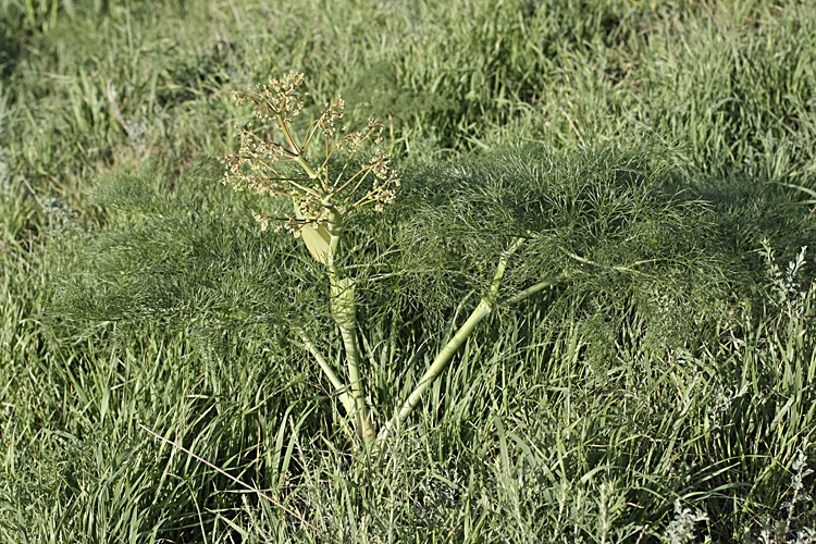 Изображение особи Ferula karatavica.