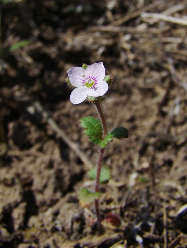 Image of Veronica praecox specimen.