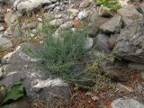 Reseda glauca. Цветущее и плодоносящее растение. Испания, автономия Арагон, провинция Уэска, горный массив Пиренеи, долина Бухаруэло (Valle de Bujaruelo), каменистый плёс реки Ара. 20 августа 2012 г.