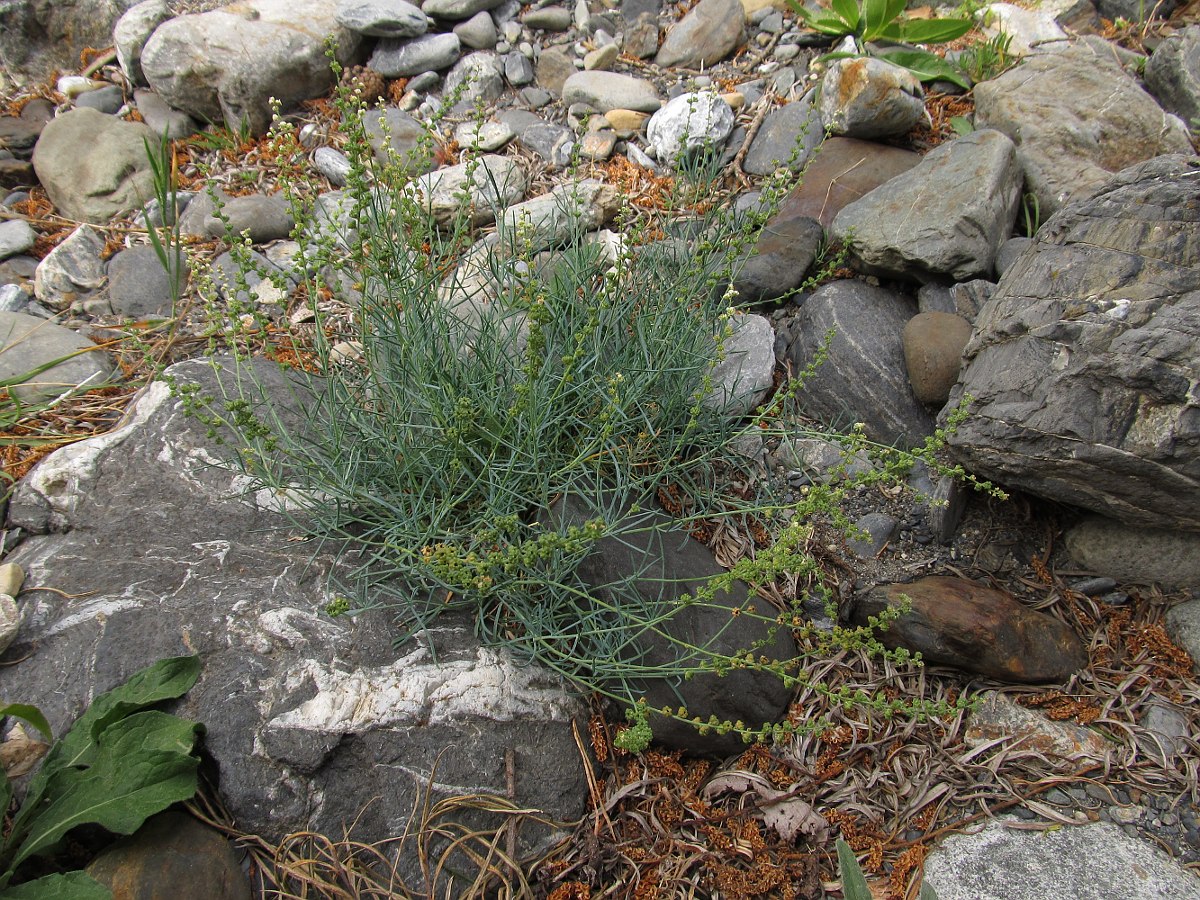 Image of Reseda glauca specimen.