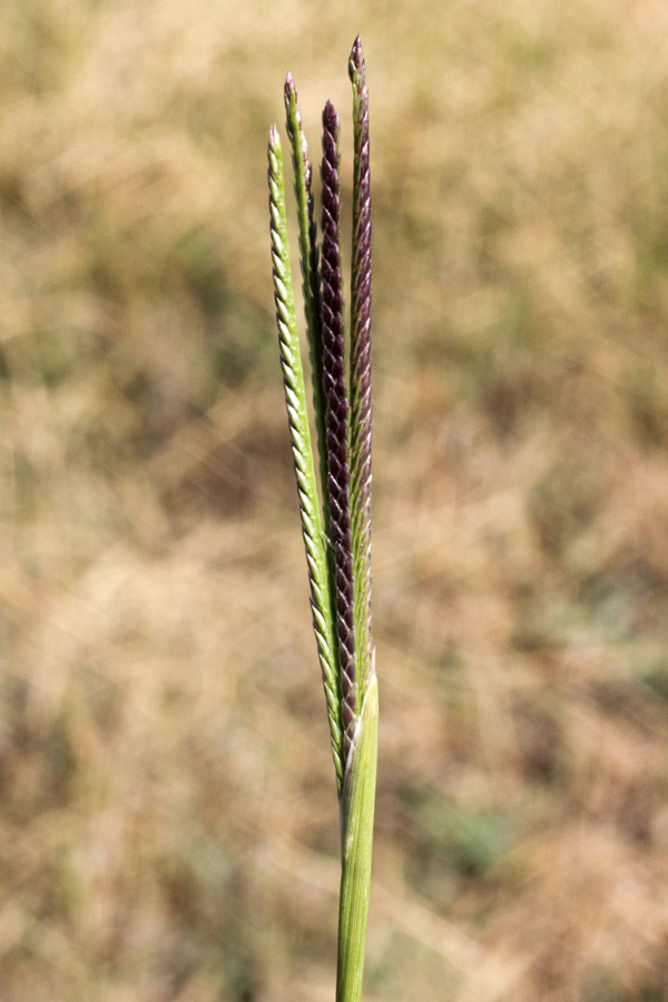 Image of Cynodon dactylon specimen.