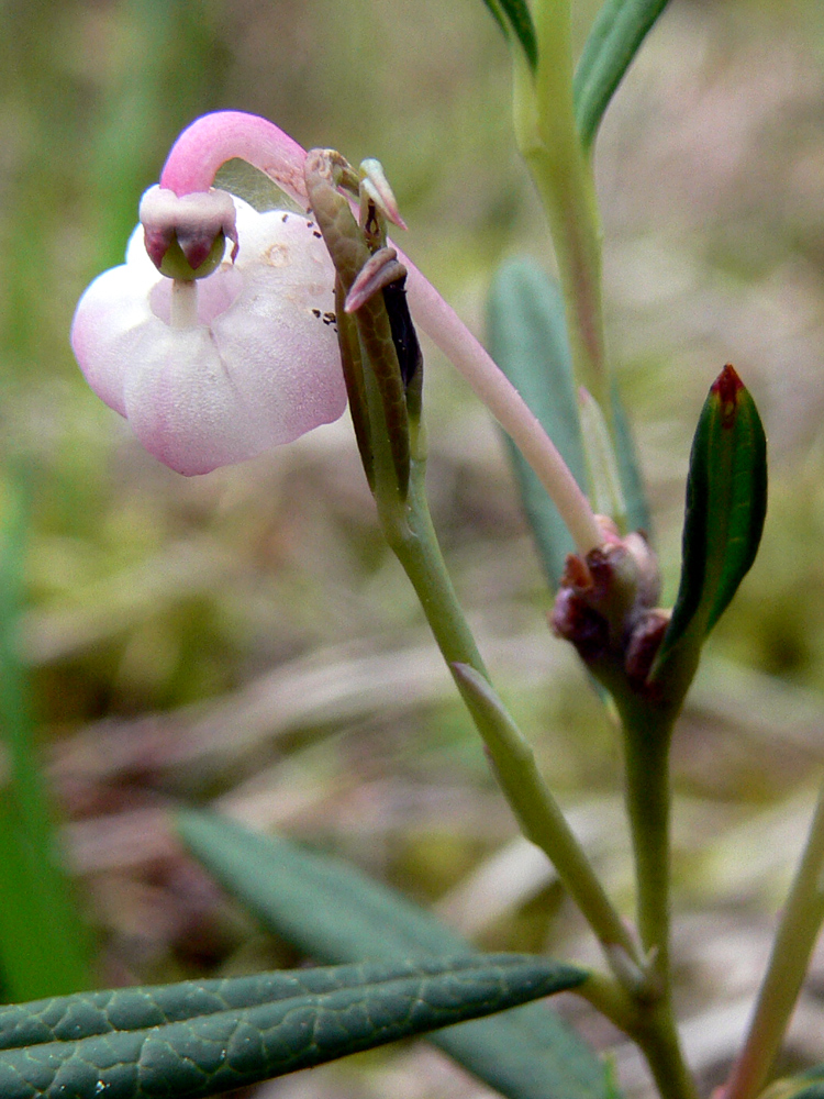 Изображение особи Andromeda polifolia.