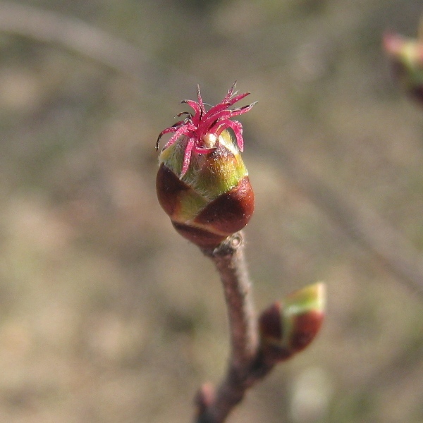 Изображение особи Corylus avellana.