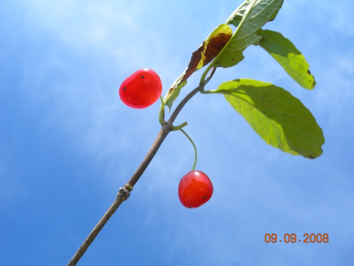 Image of Lonicera sachalinensis specimen.