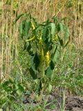 Capsicum annuum