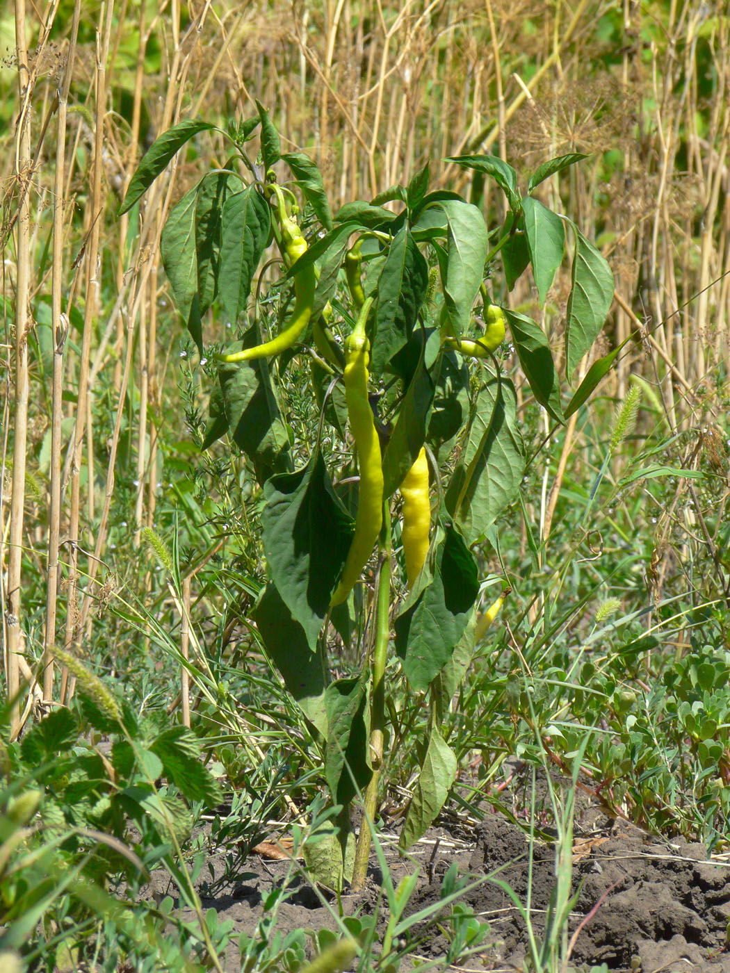 Изображение особи Capsicum annuum.