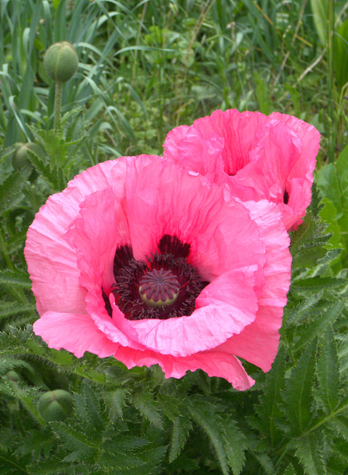 Image of Papaver setiferum specimen.