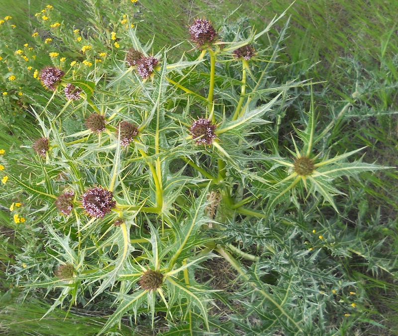 Image of Gundelia armeniaca specimen.