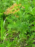 Euphorbia cyparissias