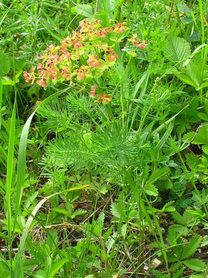 Image of Euphorbia cyparissias specimen.