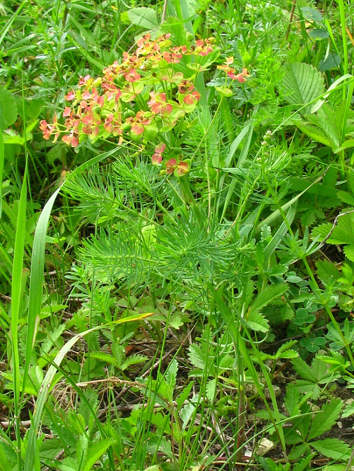 Изображение особи Euphorbia cyparissias.