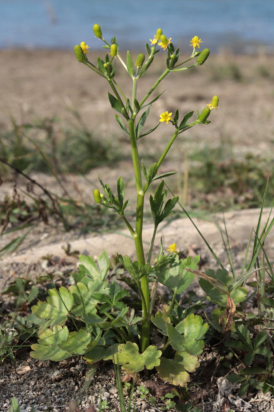 Изображение особи Ranunculus sceleratus.