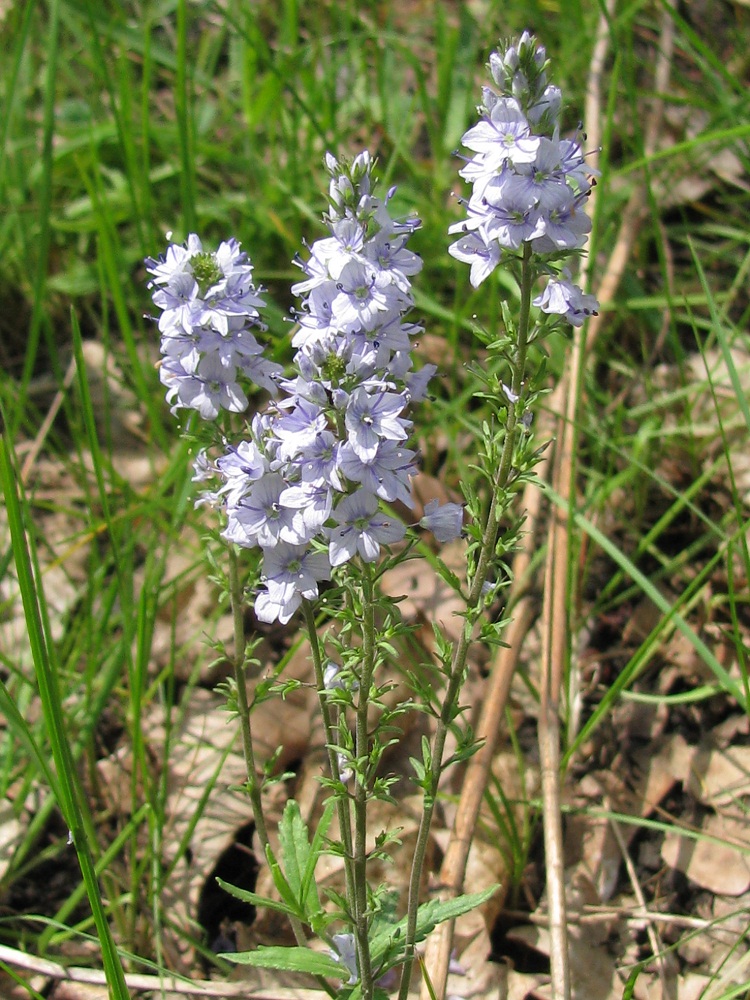 Image of Veronica jacquinii specimen.