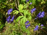 Aconitum woroschilovii